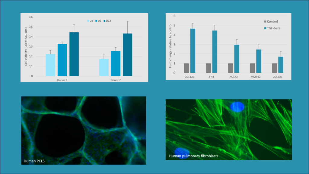 PCLS - Lung Fibrosis