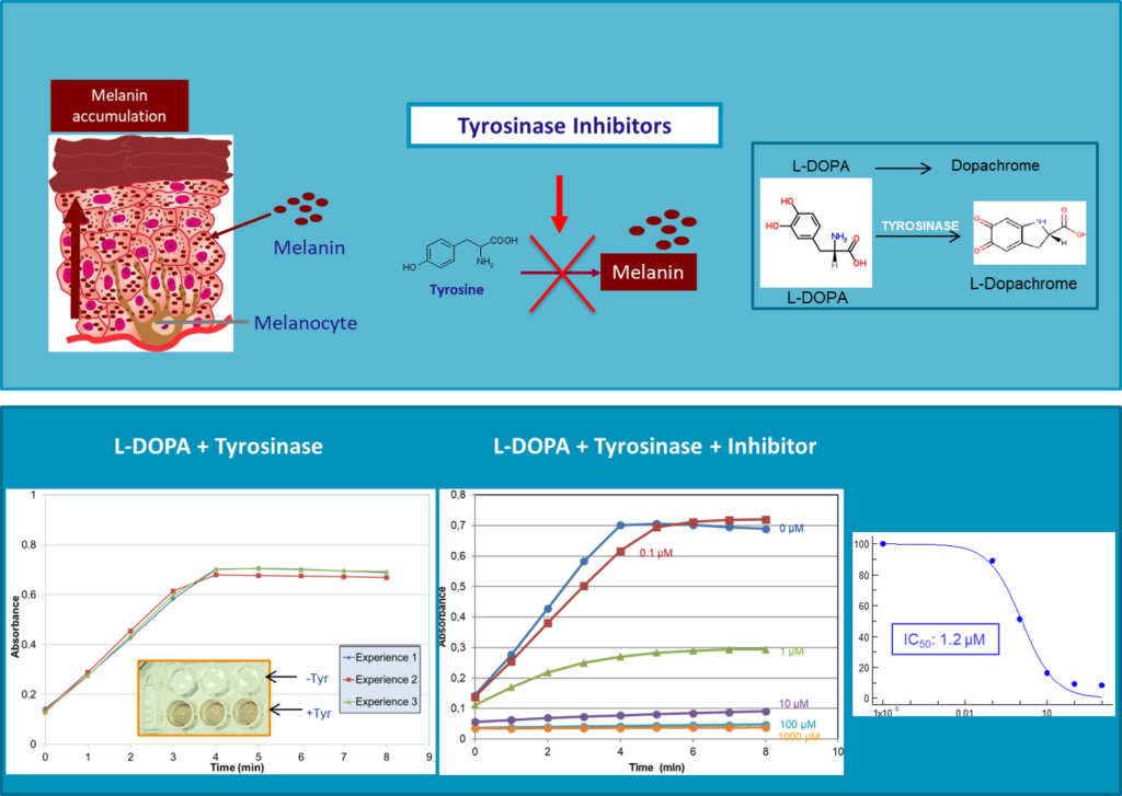 Measurement of Tyrosinase activity